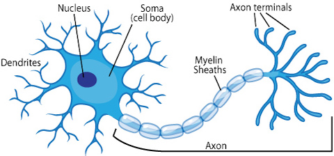 biological neural network